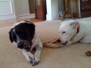 Doobie and Peppermint Chewing Bones Together